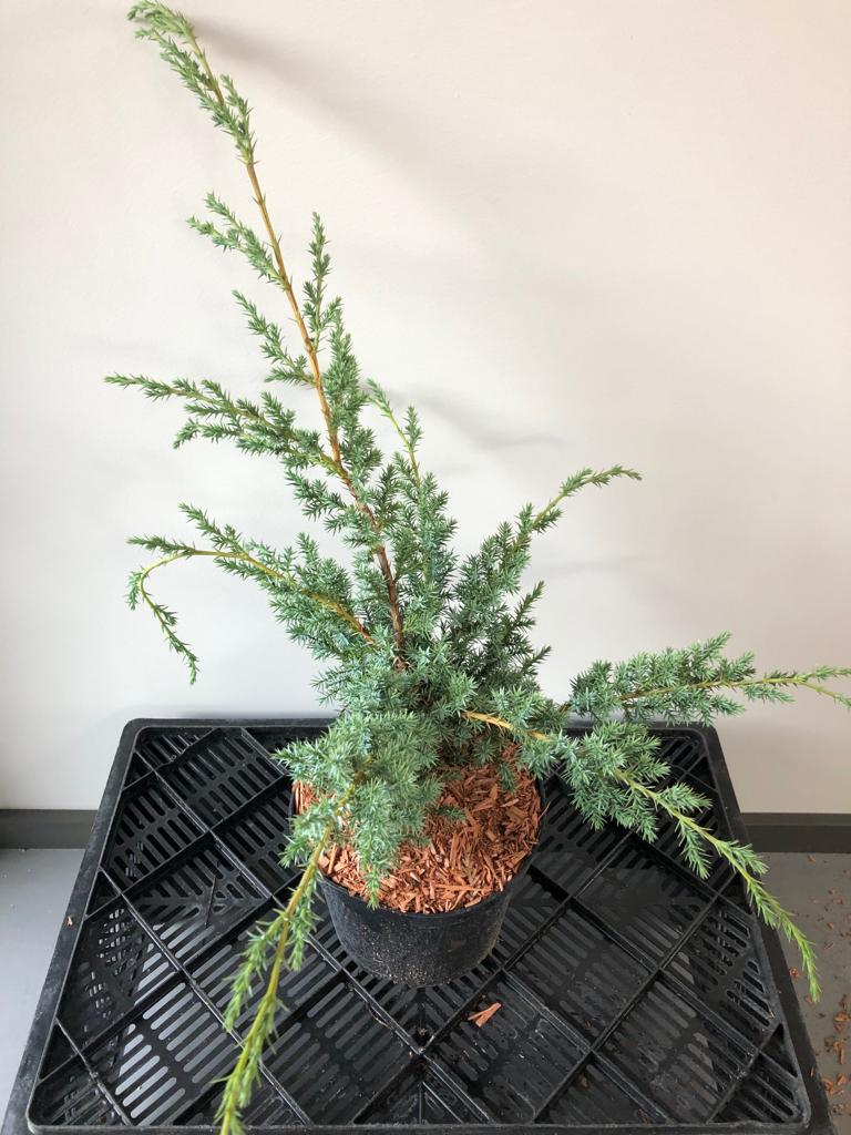 Можжевельник китайский Блю Альпс